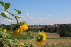 Weinwanderweg Marbach 4