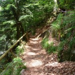 Wald Büchlberg klein