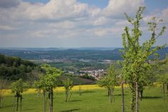 01_IMG_7424 (2) - Kopie