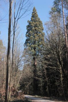 15_Schornbacher Himmelsweg_2_b